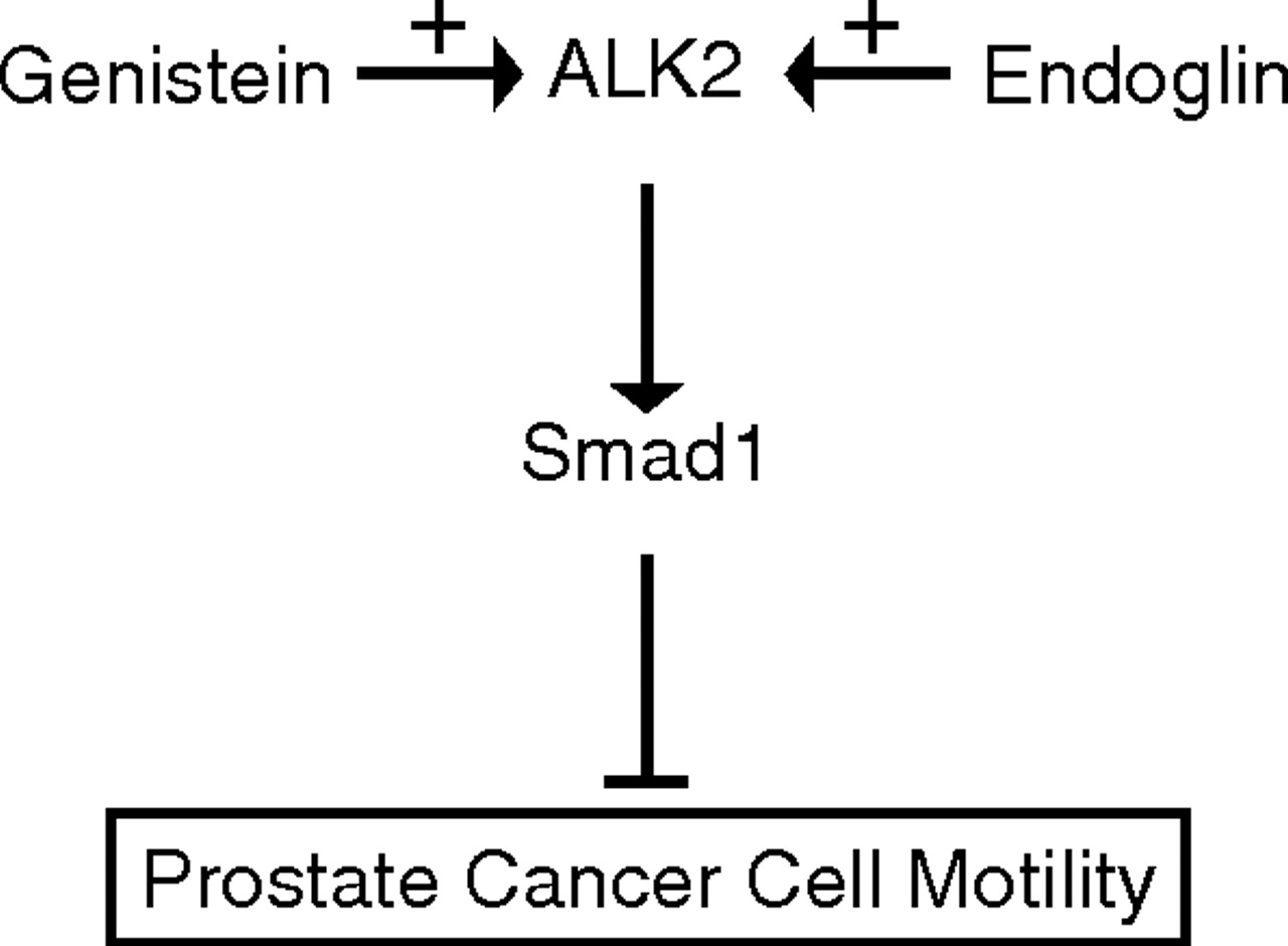 Genistein Induces Phenotypic Reversion of Endoglin Deficiency in Human Prostate Cancer Cells | Molecular Pharmacology