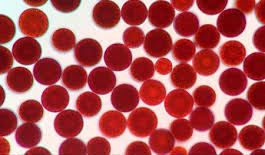 Astaxanthin powder