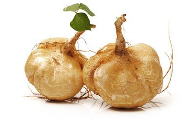 pueraria mirifica powder pueraria mirifica powder