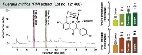 Pueraria powder function