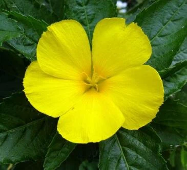 damiana plant