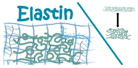 Elastin Elastin